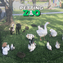 Petting Zoo*