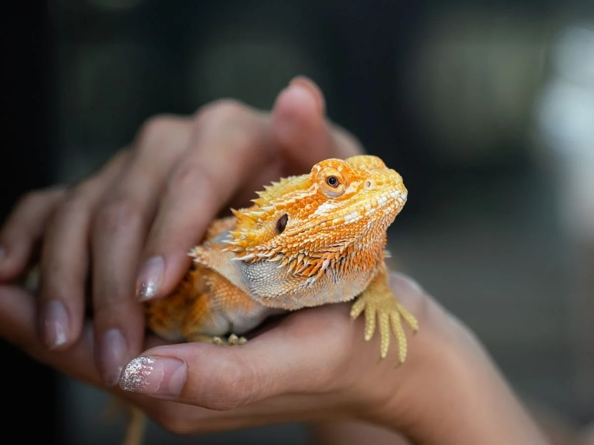 Exotic Animal Shows