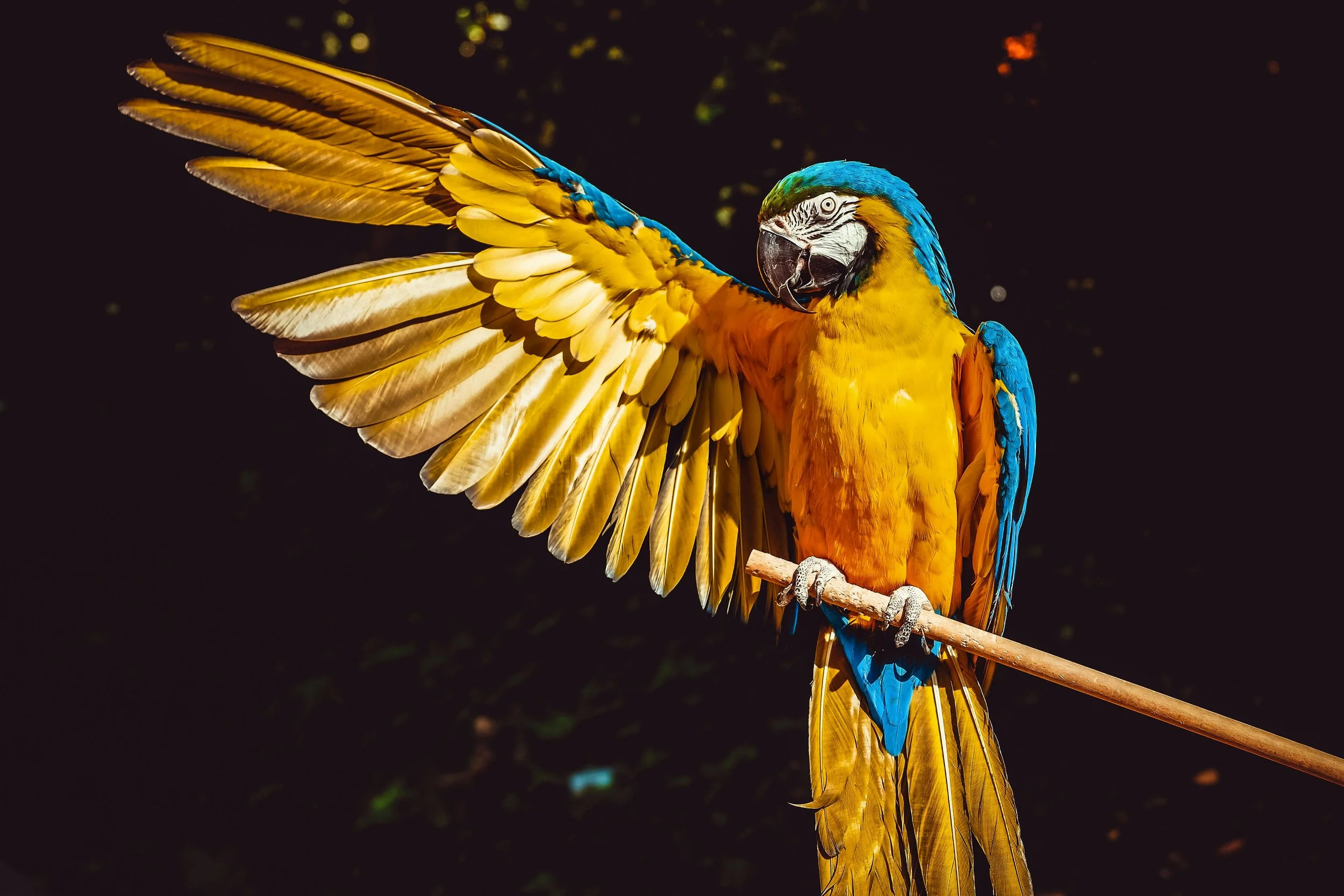Exotic Animal Shows