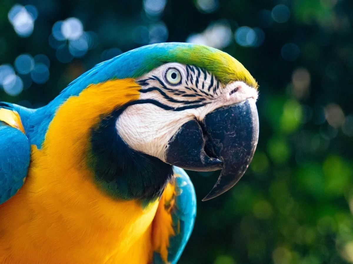 Exotic Animal Shows